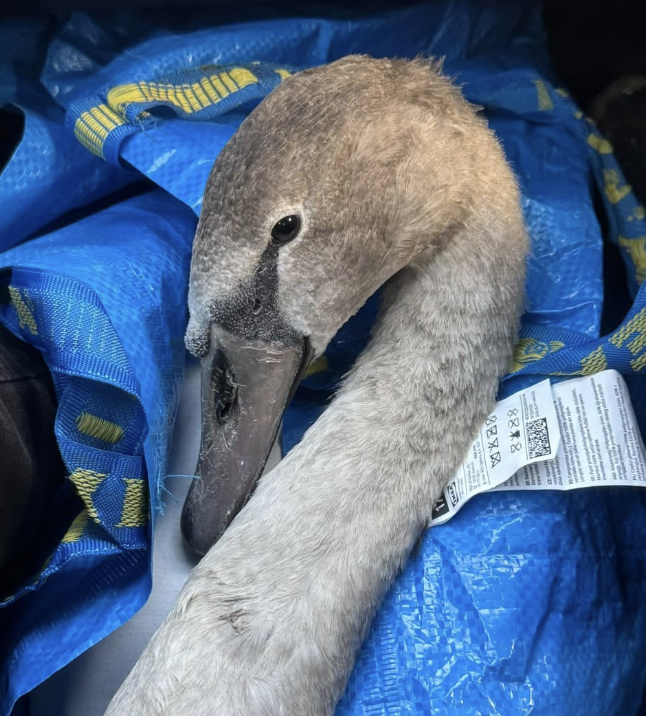 Wildlife rescue volunteer assaulted while helping sick cygnet in south-east London