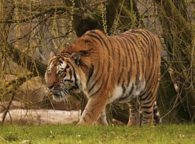 New footage appears to show man asking for photo with tiger before fatal Yorkshire Wildlife Park attack