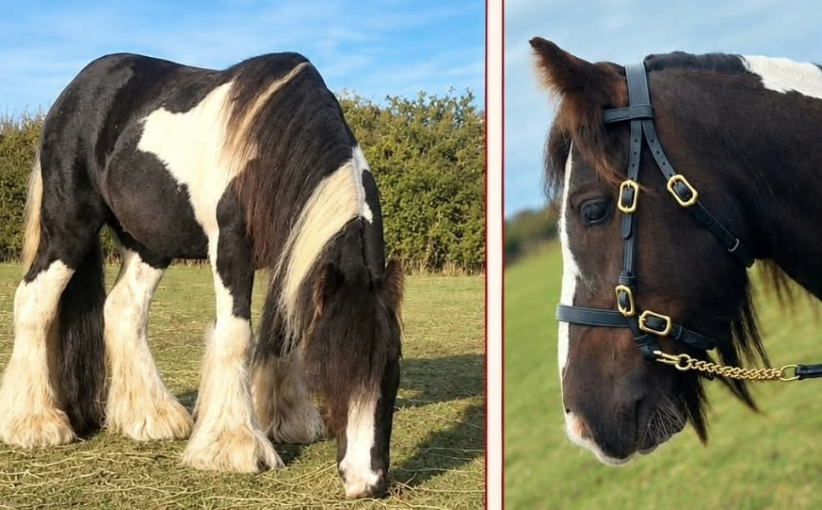 Urgent appeal after much-loved pony goes missing on Canvey Island