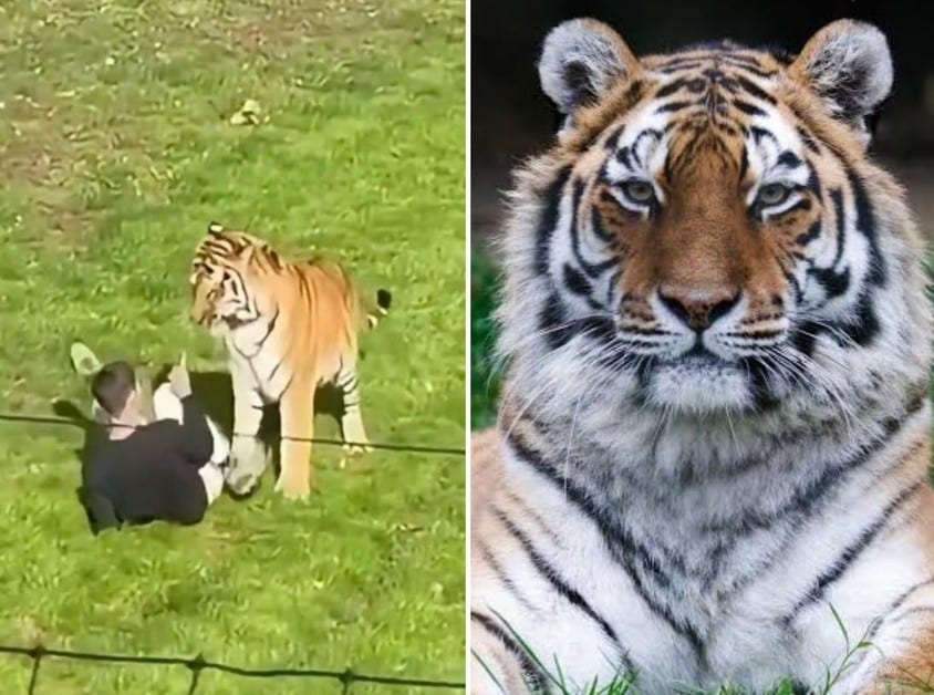 Claims victim in Yorkshire Wildlife Park tiger attack was autistic remain unconfirmed