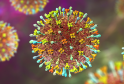 Nipah-Virus