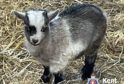 Thieves Nab Two Adorable Baby Pygmy Goats in Rainham – UKNIP