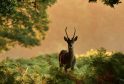 Richmond Park Named Top Spot to Soak up Autumn Colours in 2025 – UKNIP