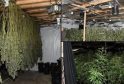 £1.3m Cannabis Farm Busted in Manchester Raid – UKNIP