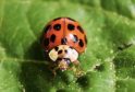 Ladybirds Take Over Windows and Walls – UKNIP