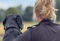 Rescue Dog Dexter Sniffs Out Crime with Wiltshire Police – UKNIP