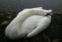 Tragic Swan Death Sparks Outrage on the Thames ? UKNIP