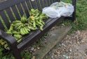 bananas-and-avocados-lost-at-sea-after-containers-fall-off-ship-near-isle-of-wight-1765123437-4zztbh