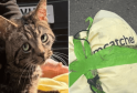 Cat Found Taped in Bag and Abandoned in Angmering in ‘Sickening Act of Cruelty’