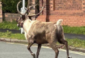Chaos as Reindeer Goes on the Run in Merseyside Christmas Drama