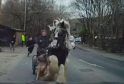 Dog Attack Turns Routine Horse Ride into Frightening Ordeal in Oldham