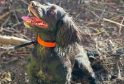 Dogs Sniff Out Dangerous Japanese Knotweed on M25 Motorway