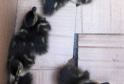 Firefighters Rescue Six Adorable Ducklings from Storm Drain in Biggin Hill