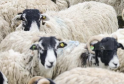 First UK Case of Avian Influenza Detected in Sheep Prompts Nationwide Alert