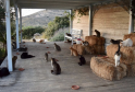 Greek Island Syros Offers Free Stay for Cat Volunteers