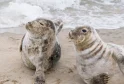 Grey Seal Pups Bounce Back at Donna Nook