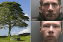 Guilty: Two Men Convicted of Cutting Down Iconic Sycamore Gap Tree