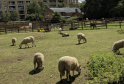 Hackney City Farm: London’s Hidden Urban Oasis