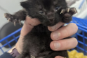 Heartbreak in Canterbury as Abandoned Kittens Found — RSPCA Issues Appeal