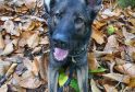 Hero Police Dog Helps Sniff Out Drugs After Suspect Assaults Officer in Brighton Chase