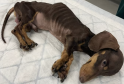 Lowestoft Pair Banned from Keeping Animals for 10 Years After ‘Heartbreaking’ Death of Emaciated Dachshund