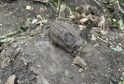 Man Discovers Live WW2 Grenade While Gardening in Queens Avenue Snoland