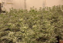Massive Cannabis Farm Shutdown in Walmer Bust