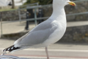 Merseyside Man Jailed for Brutal Gull Murder