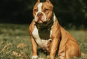 New Law Requires American Bully XL Dogs to Be Leashed and Muzzled in Public
