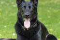 Police Dog Nabbed Car Thief After High-Speed Chase in Dover