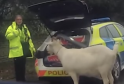 Police Lasso Wild Goat Billy After Rampage Through Wiltshire Village