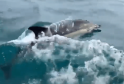 Boaters Witness Majestic Display of Dolphin Magic