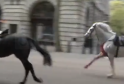 Escaped Household Cavalry Horses Cause Chaos in Central London: Five Injured in Rampage