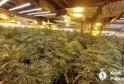 Three arrests have been made as more than 1,000 cannabis plants were seized at cultivation in Ramsgate