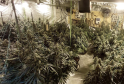 More than 500 cannabis plants have been seized from an industrial site in Herne Bay