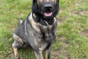 Watermead Park Incident Claims Life of Police Dog: Suspect Arrested for Attempted Murder