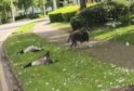 Goose Killing Spree in Dartford Under Investigation