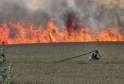 Major Corn Field Fire Extinguished in Canterbury