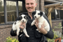 Stolen Puppies Reunited with Owner in Heartwarming Recovery