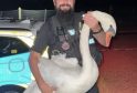 Swan Rescued from Road by Essex Police Officer
