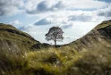 Two Men Charged Over Destruction of Historic Sycamore Gap Tree