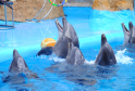 TUI Group Under Fire: Celebrities and Animal Rights Advocates Demand End to Captive Dolphin Entertainment
