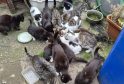 20 Cats Rescued from Squalid Garden in North East Lincolnshire