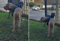 Two Cane Corso Dogs Abandoned in Watford – Public Urged to Help Identify Suspect