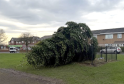 Two Men Arrested After Chopping Down Christmas Tree Hours After Lights Switch-On