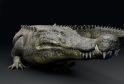 Two New Crocodile Species Discovered in Mexico, Shocking Scientists