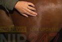 Horse Shot In Cruel Attack With Air Rifle