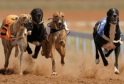 Wales Set to Become First UK Nation to Ban Greyhound Racing
